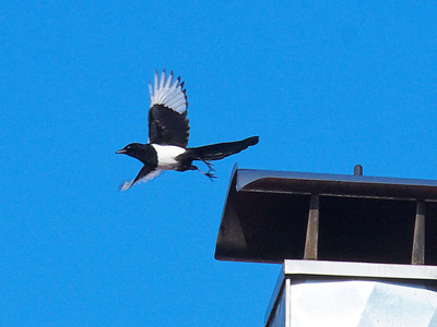 Elster im Flug