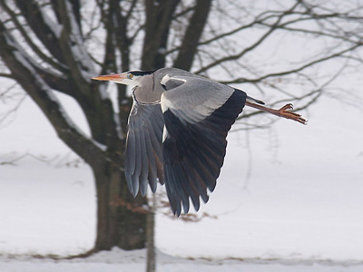 Graureier im Flug