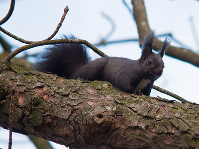 Eichhörnchen