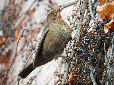 Amsel Weibchen