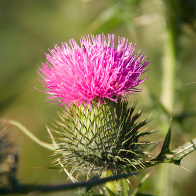 Fotoalbum Naturwelten