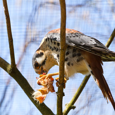 Fotoalbum Tierwelten