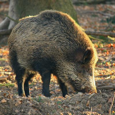 Wildschweine 02