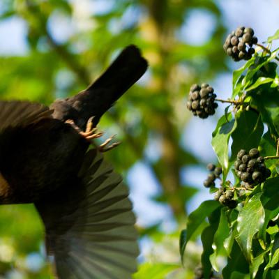 Amsel 01