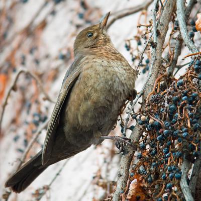 Amsel 03