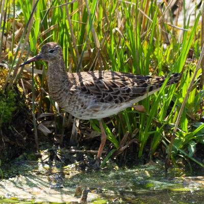 Bruchwasserlaeufer 01