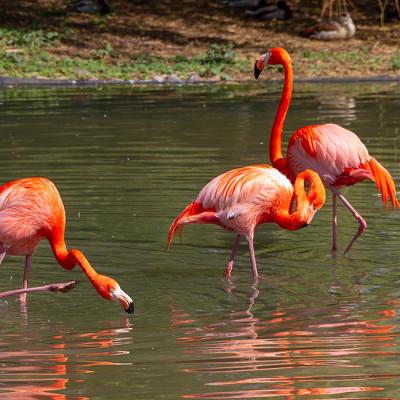 Flamingos