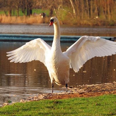 Schwan 05