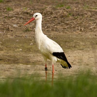 Storch 01