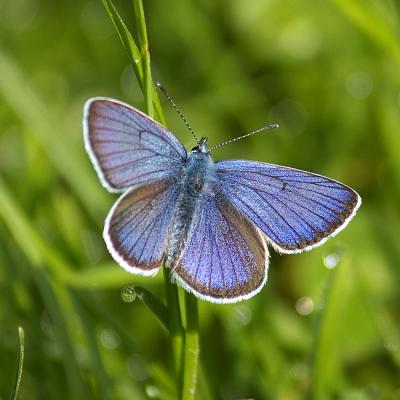 Insekten 04