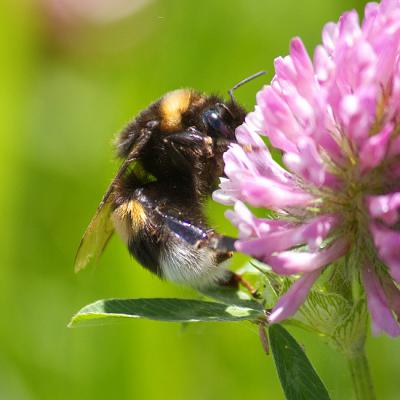 Insekten 09