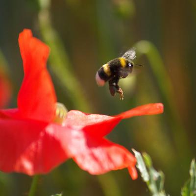 Insekten 10