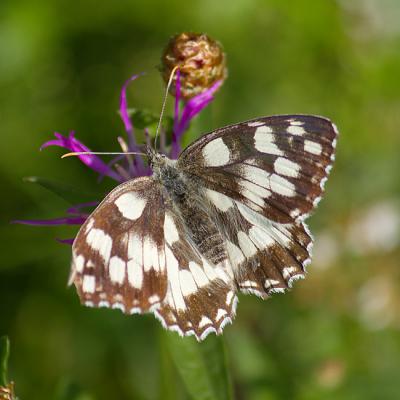 Insekten 14