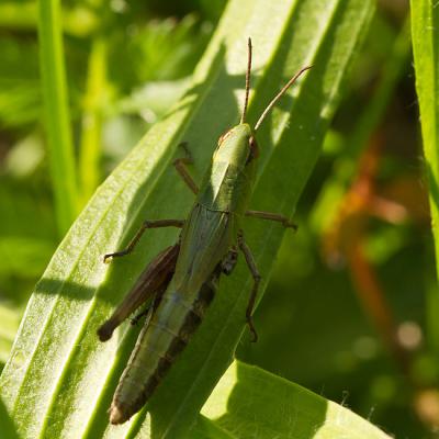 Insekten 20