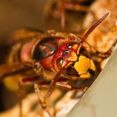 Insekten