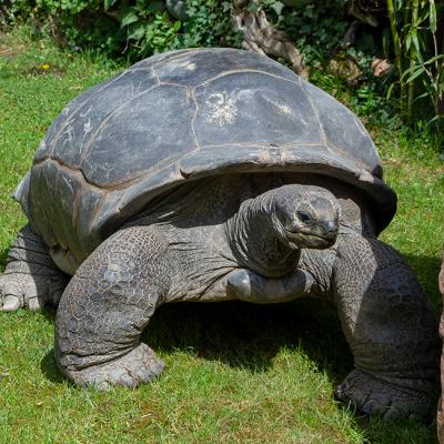 Aldabra Riesenschildkroete