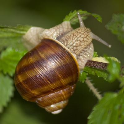 Schnecke02