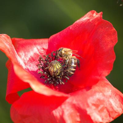 Blumen 06