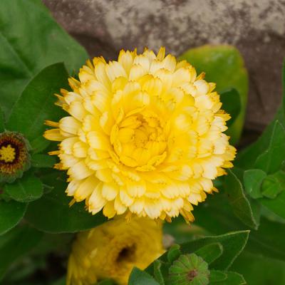 Blumen 14